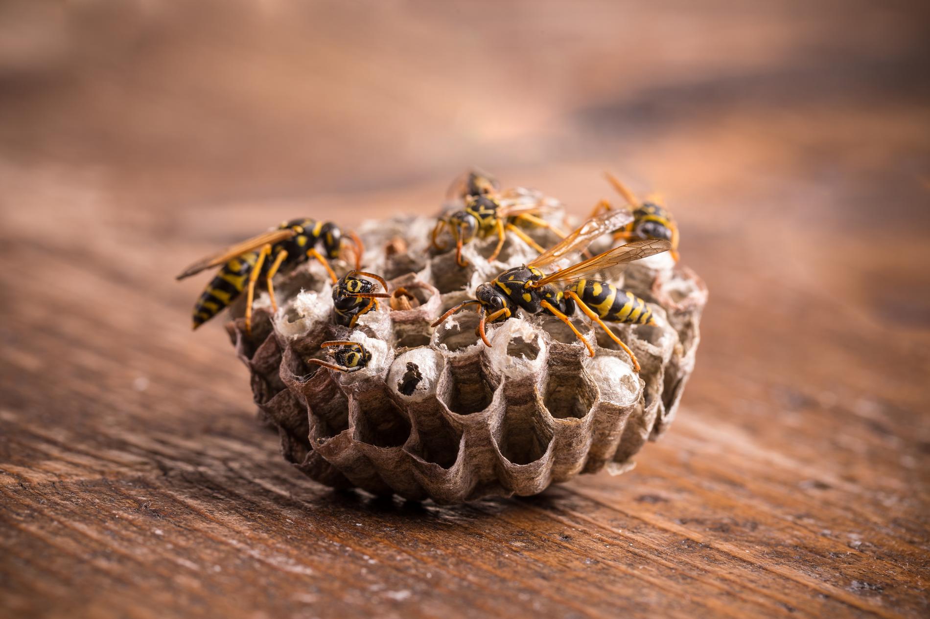 paper-wasp-nest-2021-08-26-17-51-59-utc.jpg