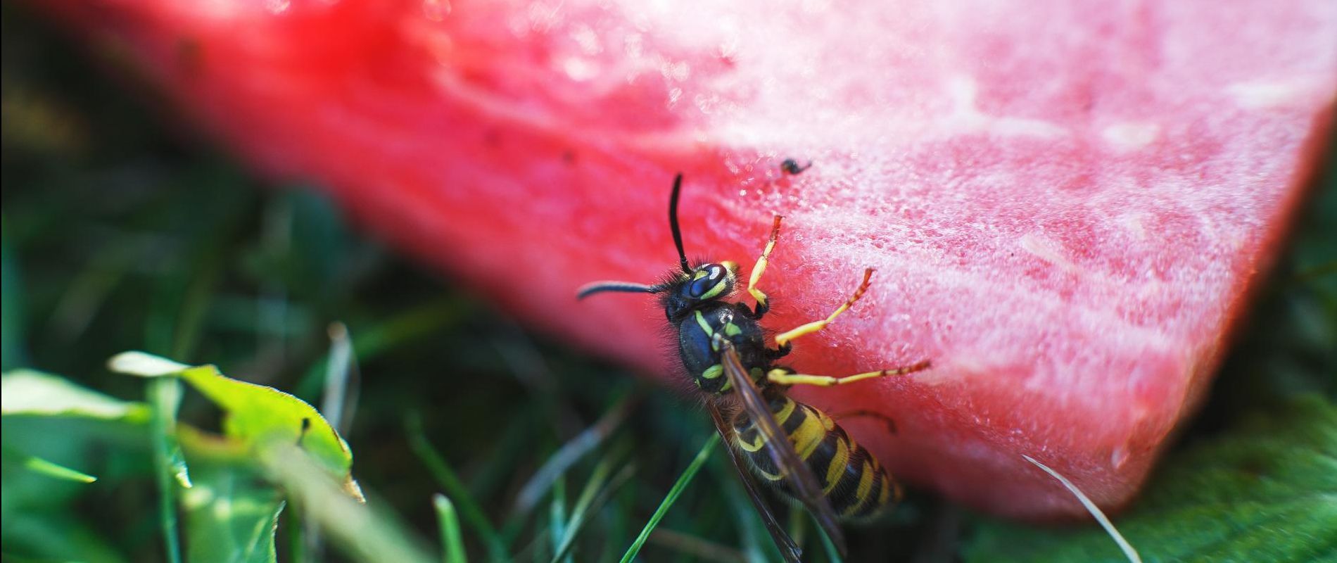 wasp-on-a-watermelon-close-up-on-a-grass-backgroun-2022-06-02-10-06-12-utc.jpg