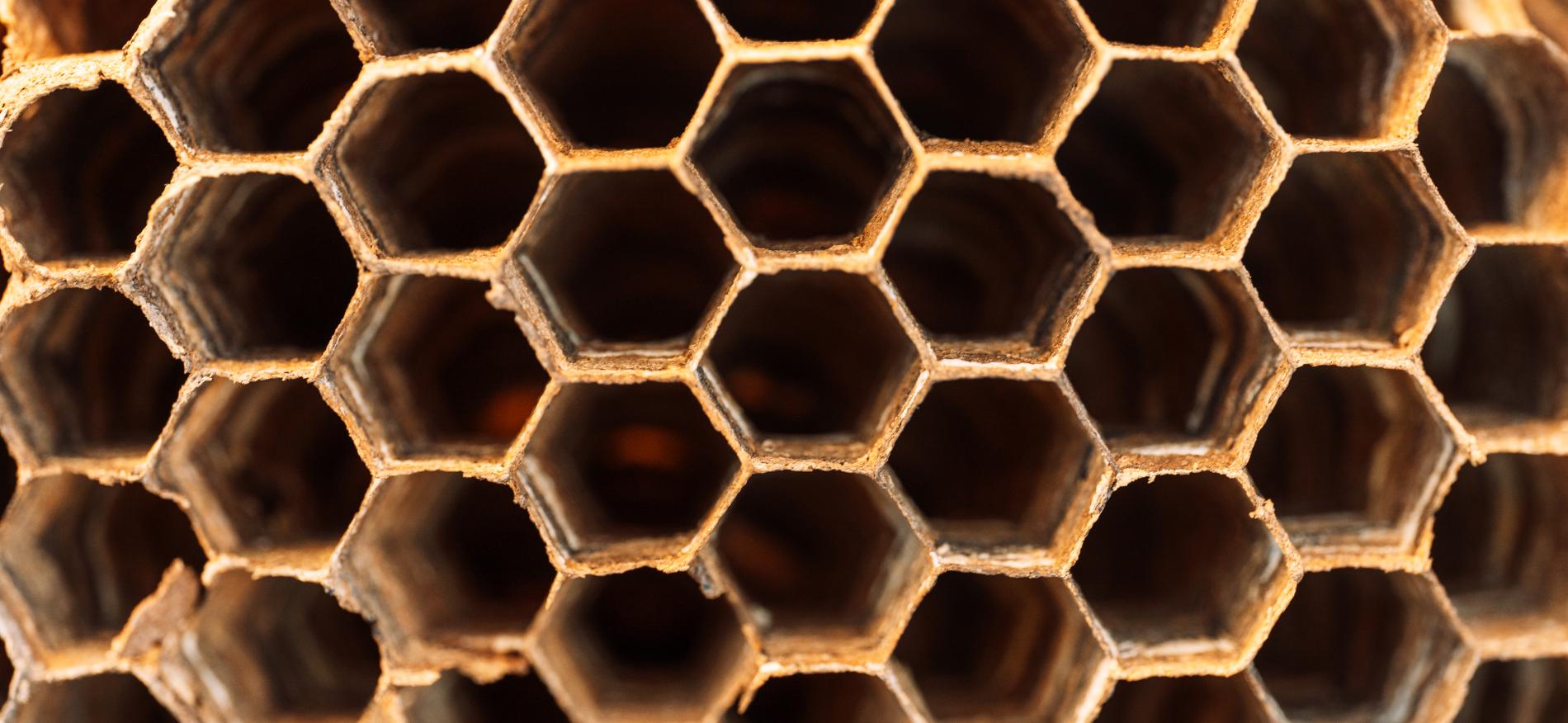 hornet-hive-with-empty-honeycombs-close-up-2022-06-22-21-44-58-utc.jpg